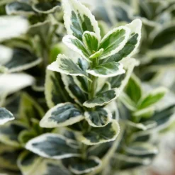 Euonymus Japonicus 'White Spire' (PBR) -Cheap Plants Store pl2000026274 card5 lg