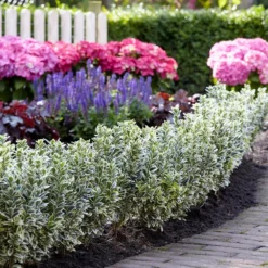 Euonymus Japonicus 'White Spire' (PBR) -Cheap Plants Store pl2000026274 card6 lg