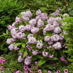 Deutzia Raspberry Sundae ('Low 18') (PBR) 11 Deutzia Raspberry Sundae ('Low 18') (PBR) -Cheap Plants Store pl2000026277 card4 lg