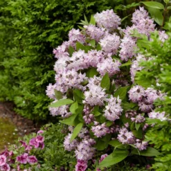 Deutzia Raspberry Sundae ('Low 18') (PBR) 12 Deutzia Raspberry Sundae ('Low 18') (PBR) -Cheap Plants Store pl2000026277 card5 lg