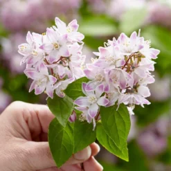 Deutzia Raspberry Sundae ('Low 18') (PBR) 15 Deutzia Raspberry Sundae ('Low 18') (PBR) -Cheap Plants Store pl2000026277 card8 lg
