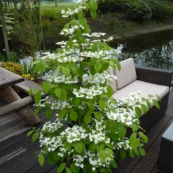 Viburnum Plicatum F. Tomentosum Kilimanjaro ('Jww1') (PBR)