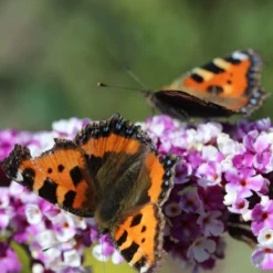 Buddleja Berries And Cream ('Pmoore14') (PBR) 7 Buddleja Berries And Cream ('Pmoore14') (PBR) -Cheap Plants Store pl2000026309 card3 lg