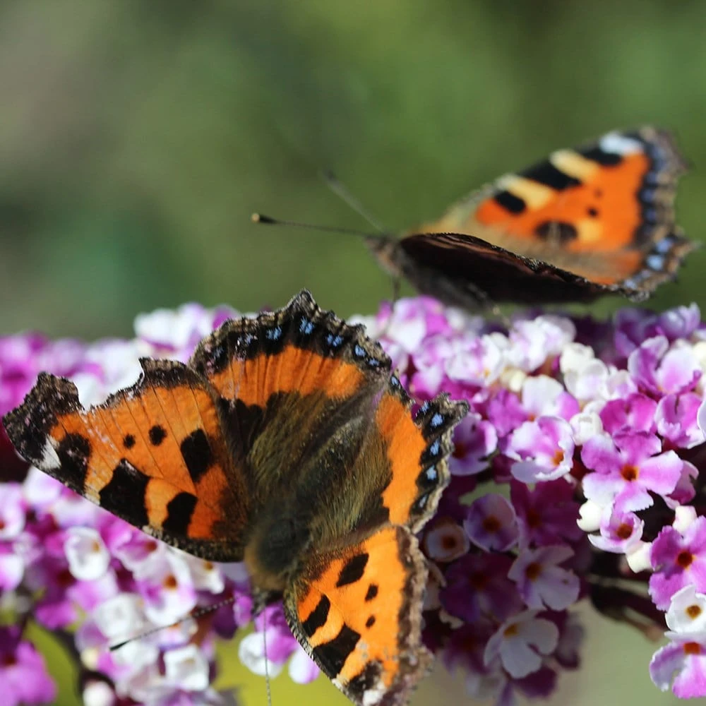 Buddleja Berries And Cream ('Pmoore14') (PBR) 3 Buddleja Berries And Cream ('Pmoore14') (PBR) - Image 3