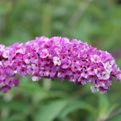 Buddleja Berries And Cream ('Pmoore14') (PBR) 8 Buddleja Berries And Cream ('Pmoore14') (PBR) -Cheap Plants Store pl2000026309 card4 lg
