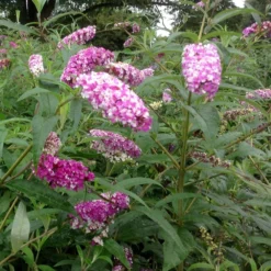 Buddleja Berries And Cream ('Pmoore14') (PBR) 9 Buddleja Berries And Cream ('Pmoore14') (PBR) -Cheap Plants Store pl2000026309 card5 lg