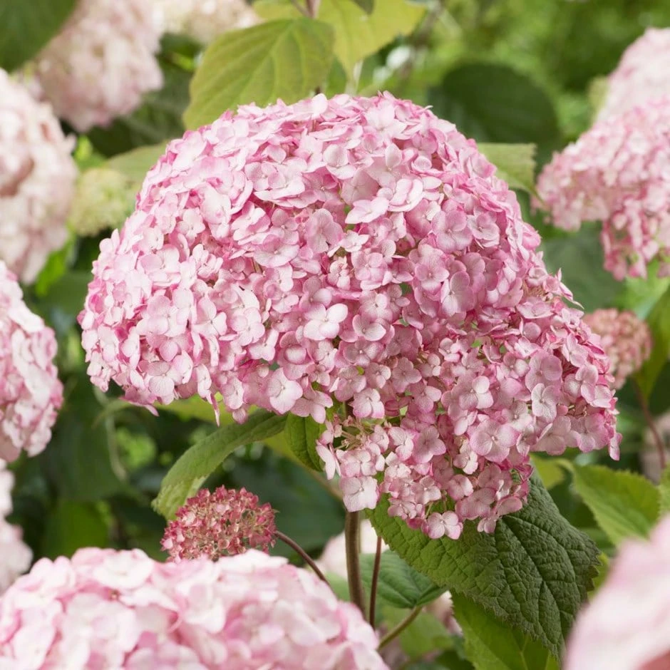 Hydrangea Arborescens 'Candybelle Bubblegum' (PBR) 1 Hydrangea Arborescens 'Candybelle Bubblegum' (PBR)
