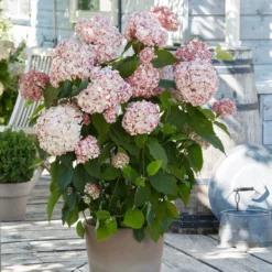 Hydrangea Arborescens 'Candybelle Bubblegum' (PBR) 7 Hydrangea Arborescens 'Candybelle Bubblegum' (PBR) -Cheap Plants Store pl2000026315 card3 lg