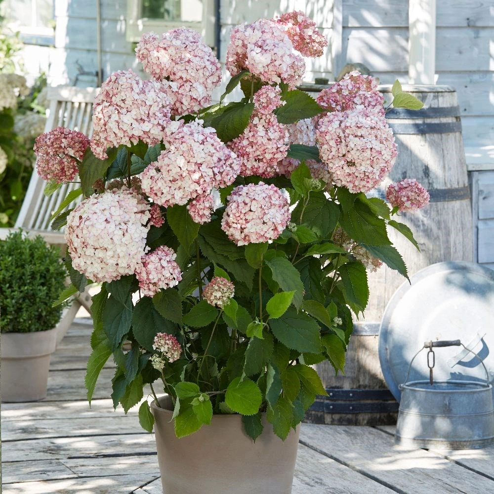 Hydrangea Arborescens 'Candybelle Bubblegum' (PBR) 3 Hydrangea Arborescens 'Candybelle Bubblegum' (PBR) - Image 3