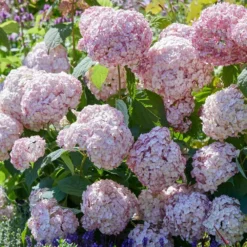 Hydrangea Arborescens 'Candybelle Bubblegum' (PBR) 8 Hydrangea Arborescens 'Candybelle Bubblegum' (PBR) -Cheap Plants Store pl2000026315 card4 lg