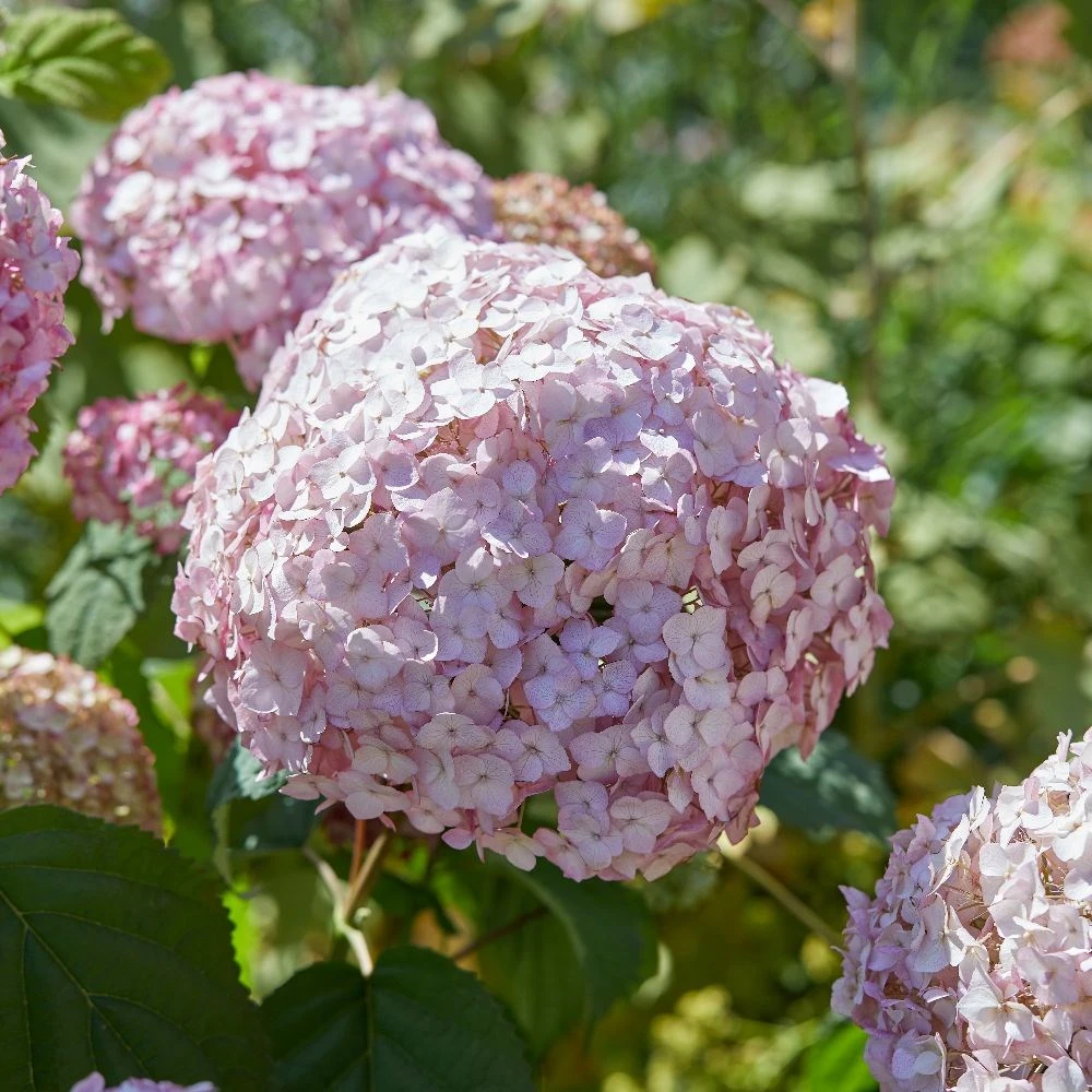 Hydrangea Arborescens 'Candybelle Bubblegum' (PBR) 5 Hydrangea Arborescens 'Candybelle Bubblegum' (PBR) - Image 5