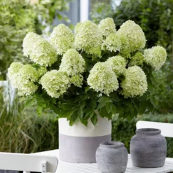 Hydrangea Paniculata Little Spooky ('GRHP08') (PBR) 11 Hydrangea Paniculata Little Spooky ('GRHP08') (PBR) -Cheap Plants Store pl2000026318 card4 lg