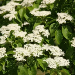 Cornus Controversa -Cheap Plants Store pl2000026320 card3 lg