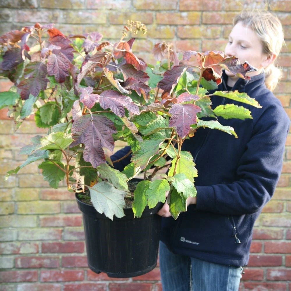 Hydrangea Quercifolia 2 Hydrangea Quercifolia - Image 2