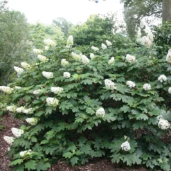 Hydrangea Quercifolia 5 Hydrangea Quercifolia -Cheap Plants Store pl2000026323 card3 lg