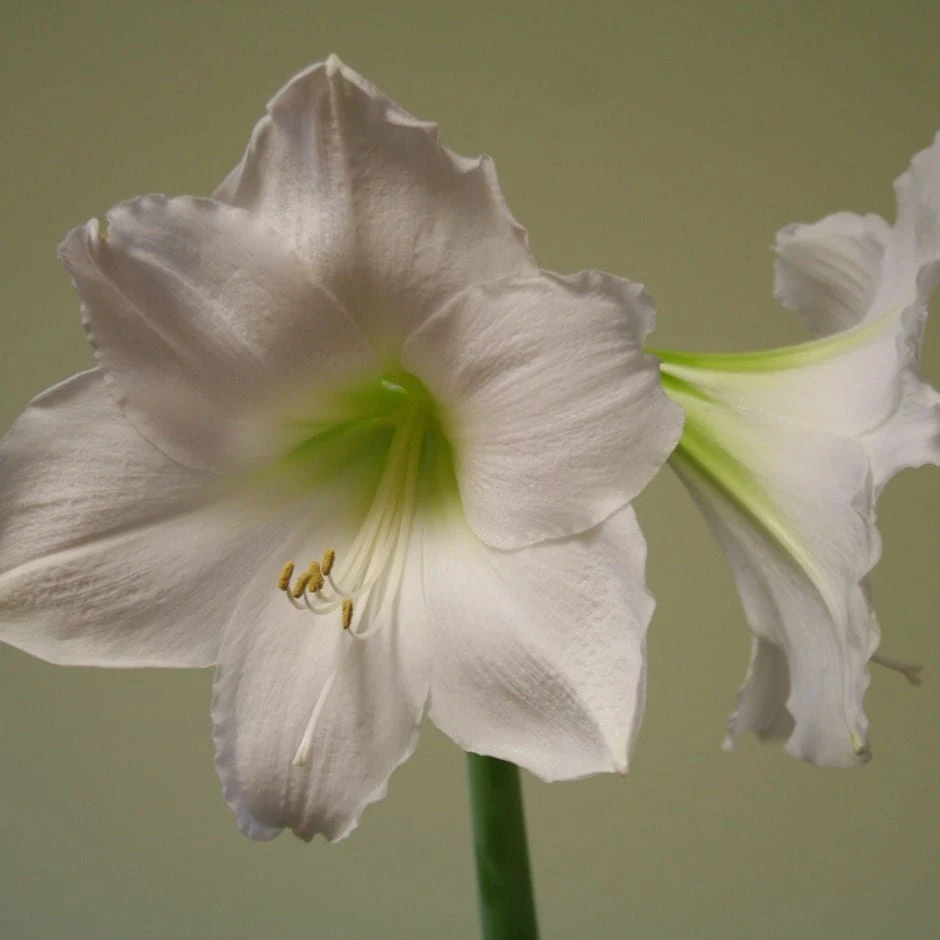 Hippeastrum 'Snow Queen' 1 Hippeastrum 'Snow Queen'