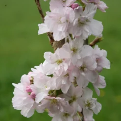 Prunus 'Amanogawa'