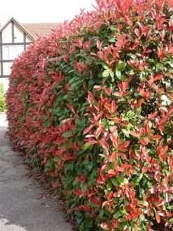 Photinia × Fraseri 'Red Robin' -Cheap Plants Store pl2000026435 card3 lg