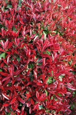 Photinia × Fraseri 'Red Robin' -Cheap Plants Store pl2000026435 card4 lg