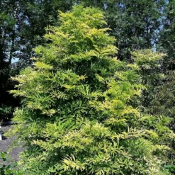 Sambucus Nigra Golden Tower ('Jdeboer001') (PBR) -Cheap Plants Store pl2000027171 card3 lg