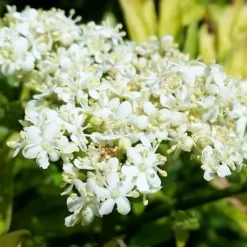 Sambucus Nigra Golden Tower ('Jdeboer001') (PBR) -Cheap Plants Store pl2000027171 card4 lg