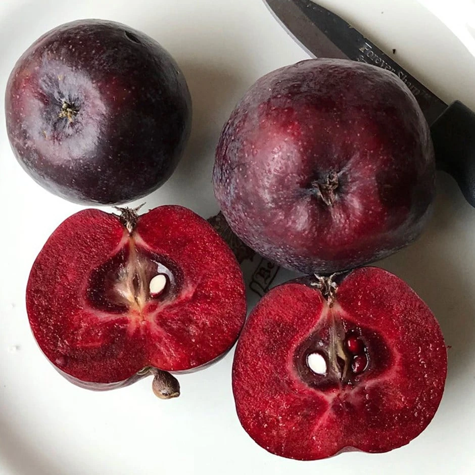 Malus 'Roberts Crab' 1 Malus 'Roberts Crab'