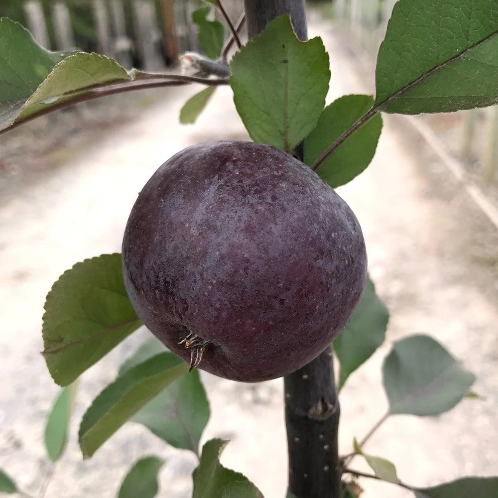 Malus 'Roberts Crab' 2 Malus 'Roberts Crab' - Image 2