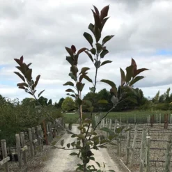 Malus 'Roberts Crab' 6 Malus 'Roberts Crab' -Cheap Plants Store pl2000027194 card3 lg