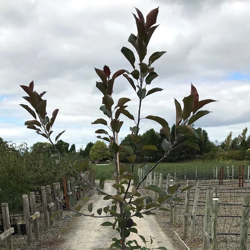 Malus 'Roberts Crab' 3 Malus 'Roberts Crab' - Image 3