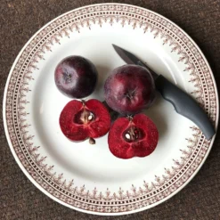 Malus 'Roberts Crab' 7 Malus 'Roberts Crab' -Cheap Plants Store pl2000027194 card4 lg