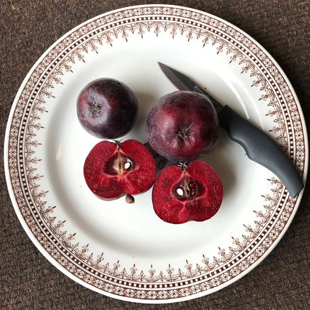 Malus 'Roberts Crab' 4 Malus 'Roberts Crab' - Image 4