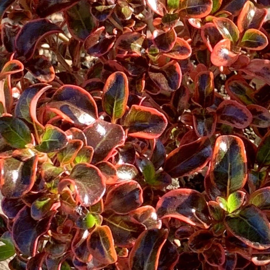Coprosma 'Inferno' (PBR) 1 Coprosma 'Inferno' (PBR)