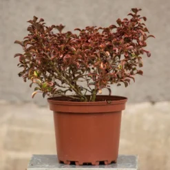Coprosma 'Inferno' (PBR) 5 Coprosma 'Inferno' (PBR) -Cheap Plants Store pl2000027206 card3 lg