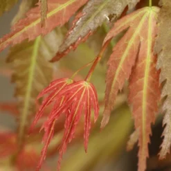 Acer Palmatum 'Wilson's Pink Dwarf' -Cheap Plants Store pl2000027220 card3 lg