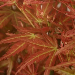 Acer Palmatum 'Wilson's Pink Dwarf' -Cheap Plants Store pl2000027220 card4 lg