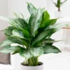 Aglaonema 'Jubilee Compacta' (PBR)