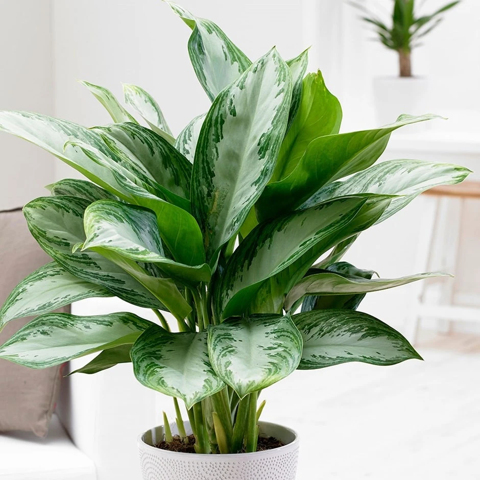 Aglaonema 'Jubilee Compacta' (PBR) 1 Aglaonema 'Jubilee Compacta' (PBR)