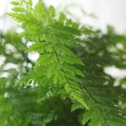 Humata Tyermanii 'Bunny' 7 Humata Tyermanii 'Bunny' -Cheap Plants Store pl2000027228 card4 lg