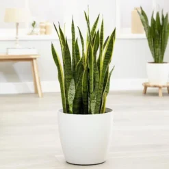 Sansevieria Trifasciata Var. Laurentii