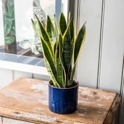 Sansevieria Trifasciata Var. Laurentii -Cheap Plants Store pl2000027233 card5 lg