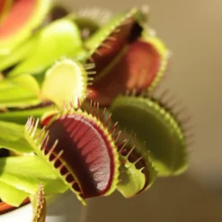 Venus Fly Trap 6 Venus Fly Trap -Cheap Plants Store pl2000027243 card3 lg