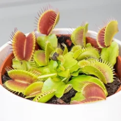 Venus Fly Trap 7 Venus Fly Trap -Cheap Plants Store pl2000027243 card4 lg