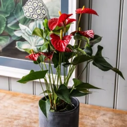 Anthurium (Andraeanum Group) Red Champion ('Anthbnena') (PBR) -Cheap Plants Store pl2000027263 card3 lg