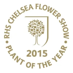 Viburnum Plicatum F. Tomentosum Kilimanjaro Sunrise ('Jww5') (PBR) -Cheap Plants Store pl2000027309 card3 lg