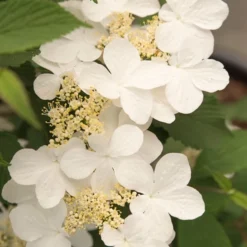 Viburnum Plicatum F. Tomentosum Kilimanjaro Sunrise ('Jww5') (PBR) -Cheap Plants Store pl2000027309 card4 lg