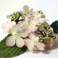Viburnum Plicatum F. Tomentosum Kilimanjaro Sunrise ('Jww5') (PBR) -Cheap Plants Store pl2000027309 card5 lg
