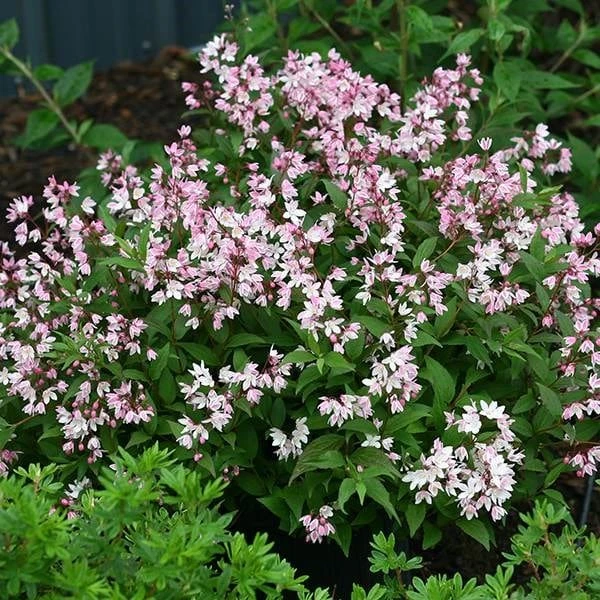 Deutzia × Rosea Yuki Cherry Blossom ('Ncdx2') (PBR) 2 Deutzia × Rosea Yuki Cherry Blossom ('Ncdx2') (PBR) - Image 2