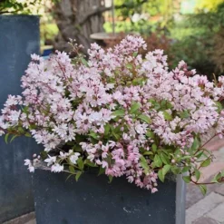 Deutzia × Rosea Yuki Cherry Blossom ('Ncdx2') (PBR) 7 Deutzia × Rosea Yuki Cherry Blossom ('Ncdx2') (PBR) -Cheap Plants Store pl2000027360 card3 lg
