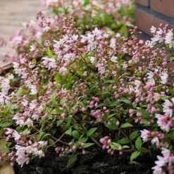Deutzia × Rosea Yuki Cherry Blossom ('Ncdx2') (PBR) 8 Deutzia × Rosea Yuki Cherry Blossom ('Ncdx2') (PBR) -Cheap Plants Store pl2000027360 card4 lg
