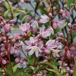 Deutzia × Rosea Yuki Cherry Blossom ('Ncdx2') (PBR) 9 Deutzia × Rosea Yuki Cherry Blossom ('Ncdx2') (PBR) -Cheap Plants Store pl2000027360 card5 lg